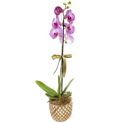 Taş Saksıda Mor Orkide